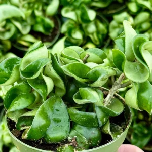 Hoya Hindu Rope Live Plant - Hoya Carnosa Compacta - Curly Houseplant in 4 inch Pot - Image 1