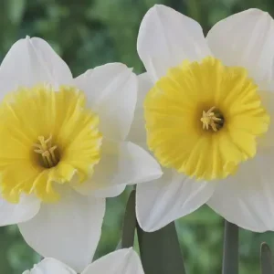 Ice Follies Daffodil Bulbs - 100 Count, White & Yellow Blooms, Outdoor - Image 2