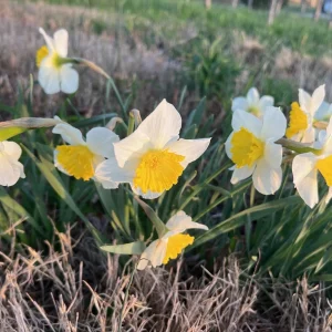 Ice Follies Daffodil Bulbs - 100 Count, White & Yellow Blooms, Outdoor - Image 3