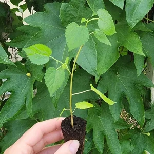 Illinois Everbearing Mulberry Live Plant – Set of 2 – 4-6