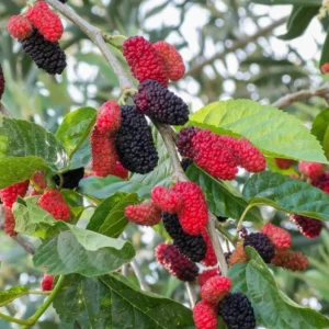 Illinois Everbearing Mulberry Live Plant – Set of 2 – 4-6