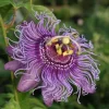 Incense Passion Flower Live Plant - Passiflora Incarnata, Tropical Vine, 4-6" Tall - Image 1