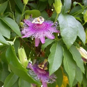 Incense Passion Flower Live Plant - Passiflora Incarnata, Tropical Vine, 4-6