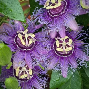 Incense Passion Flower Live Plant (Passiflora 'Incense') - Set of 4, 4-6