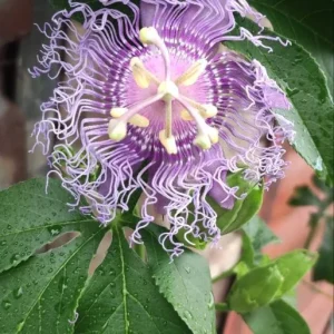 Incense Passion Flower Live Plant (Passiflora 'Incense') - Set of 4, 4-6