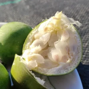 Incense Passion Flower Live Plant (Passiflora 'Incense') - Set of 4, 4-6