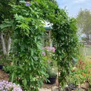 Incense Passion Flower Live Plant (Passiflora 'Incense') - Set of 4, 4-6