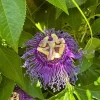 Incense Passion Flower Live Plant (Passiflora 'Incense') - Set of 4, 4-6" Tall, Fragrant Purple Vine, Outdoor - Image 1