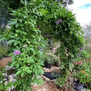 Incense Passion Flower Live Plant (Passiflora 'Incense') - Set of 4, 4-6