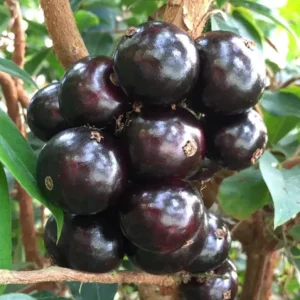 Jaboticaba Live Plant - 4 inch Nursery Pot - Tropical Fruit Tree - Container Friendly - Image 2