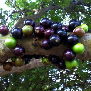 Jaboticaba Live Plant - 4 inch Nursery Pot - Tropical Fruit Tree - Container Friendly - Image 4