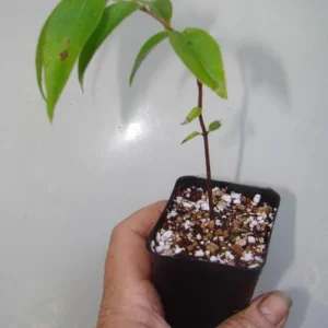 Jaboticaba Live Plant - 4 inch Nursery Pot - Tropical Fruit Tree - Container Friendly - Image 5