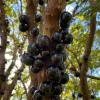 Jaboticaba Live Plant - 4 inch Nursery Pot - Tropical Fruit Tree - Container Friendly - Image 1