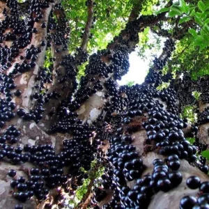 Jaboticaba Live Plant – Tropical Fruit Tree – 1 ft Tall Starter – Rooted in Soil - Image 3