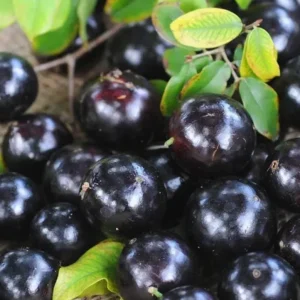 Jaboticaba Live Plant – Tropical Fruit Tree – 1 ft Tall Starter – Rooted in Soil - Image 4