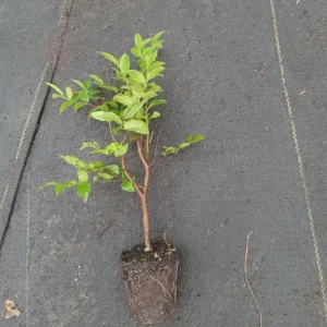 Jaboticaba Live Plant – Tropical Fruit Tree – 1 ft Tall Starter – Rooted in Soil - Image 6