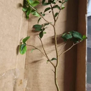 Jaboticaba Live Plant – Tropical Fruit Tree – 1 ft Tall Starter – Rooted in Soil - Image 7