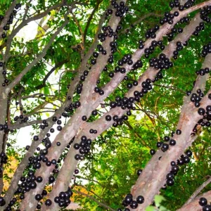 Jaboticaba Tree Live Plant - 1 ft Tall Starter - Fruit & Ornamental Outdoor - Image 2