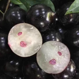 Jaboticaba Tree Live Plant - 1 ft Tall Starter - Fruit & Ornamental Outdoor - Image 5