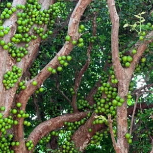 Jaboticaba Tree Live Plant - 1 ft Tall Starter - Fruit & Ornamental Outdoor - Image 9