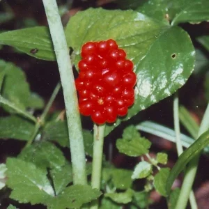 Jack-In-The-Pulpit Bulbs - 5 Pack Arisaema triphyllum Indian Turnip - Image 2