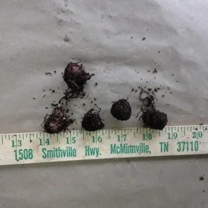 Jack-In-The-Pulpit Bulbs - 5 Pack Arisaema triphyllum Indian Turnip - Image 3