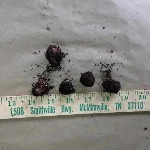 Jack-In-The-Pulpit Bulbs - 5 Pack Arisaema triphyllum Indian Turnip - Image 3