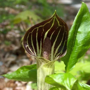 Jack-In-The-Pulpit Bulbs - 5 Pack Arisaema triphyllum Indian Turnip - Image 4
