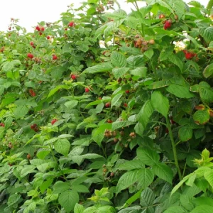 Jaclyn Everbearing Red Raspberry Live Plant - Self-Pollinating, Zones 3-8, Rubus idaeus - Image 2
