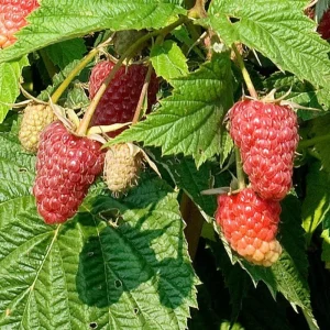 Jaclyn Everbearing Red Raspberry Live Plant - Self-Pollinating, Zones 3-8, Rubus idaeus - Image 3