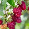 Jaclyn Everbearing Red Raspberry Live Plant - Self-Pollinating, Zones 3-8, Rubus idaeus - Image 1