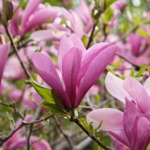 Jane Magnolia Live Plant – Gallon Pot Shrub – 12-18