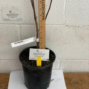 Jane Magnolia Live Plant – Gallon Pot Shrub – 12-18