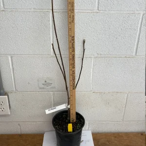 Jane Magnolia Live Plant – Gallon Pot Shrub – 12-18