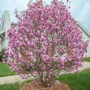 Jane Magnolia Live Plant – Gallon Pot Shrub – 12-18