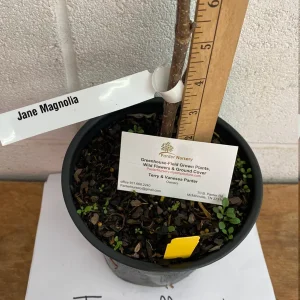 Jane Magnolia Live Plant – Gallon Pot Shrub – 12-18