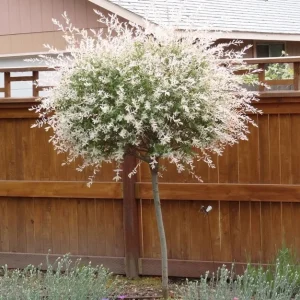 Japanese Dappled Nishiki Willow Live Plant – 4 inch Pot – Shrub/Tree – Zones 4-9 - Image 2