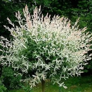 Japanese Dappled Nishiki Willow Live Plant – 4 inch Pot – Shrub/Tree – Zones 4-9 - Image 3