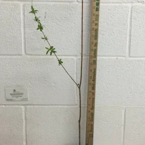 Japanese Dappled Nishiki Willow Live Plant – 4 inch Pot – Shrub/Tree – Zones 4-9 - Image 4