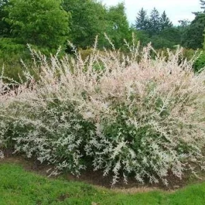 Japanese Dappled Nishiki Willow Live Plant – 4 inch Pot – Shrub/Tree – Zones 4-9 - Image 5