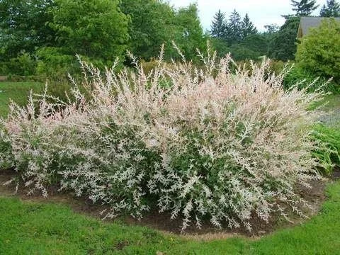 Japanese Dappled Nishiki Willow Live Plant – 4 inch Pot – Shrub/Tree – Zones 4-9 - Image 5