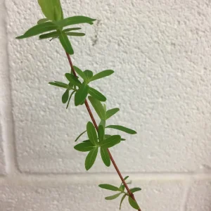 Japanese Dappled Nishiki Willow Live Plant – 4 inch Pot – Shrub/Tree – Zones 4-9 - Image 6