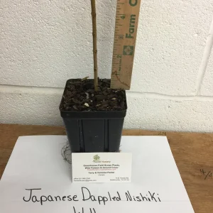 Japanese Dappled Nishiki Willow Live Plant – 4 inch Pot – Shrub/Tree – Zones 4-9 - Image 7