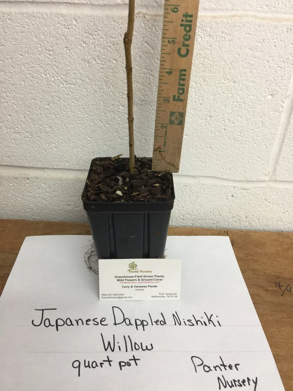 Japanese Dappled Nishiki Willow Live Plant – 4 inch Pot – Shrub/Tree – Zones 4-9 - Image 7