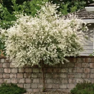 Japanese Dappled Nishiki Willow Live Plant – 4 inch Pot – Shrub/Tree – Zones 4-9 - Image 1