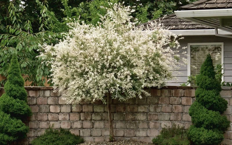 Japanese Dappled Nishiki Willow Live Plant – 4 inch Pot – Shrub/Tree – Zones 4-9 - Image 1
