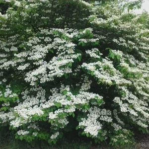 Japanese Snowball Viburnum Live Plant – 6-12 inch Bush – 3 inch Pot – Outdoor - Image 2