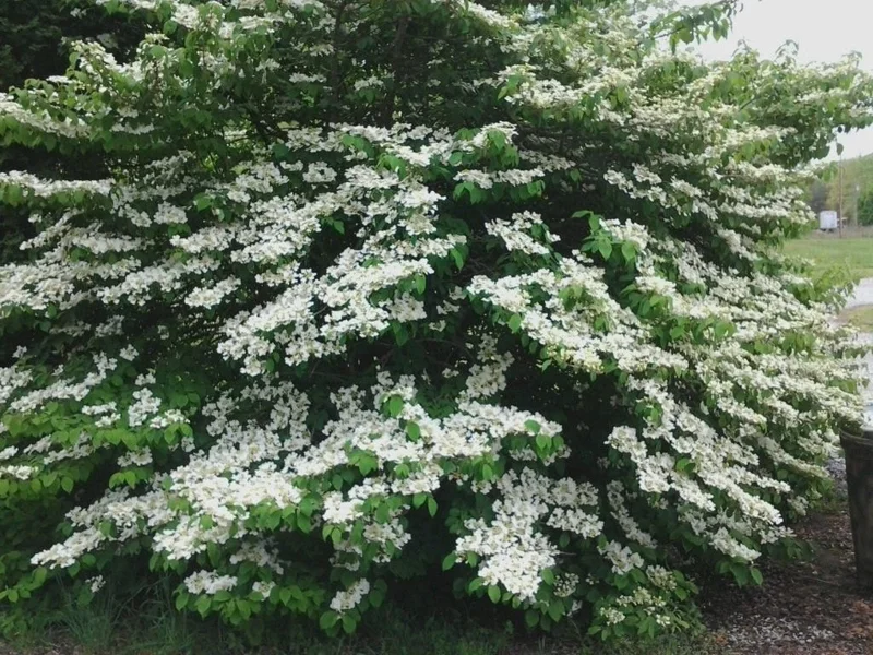 Japanese Snowball Viburnum Live Plant – 6-12 inch Bush – 3 inch Pot – Outdoor - Image 2
