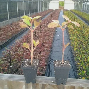 Japanese Snowball Viburnum Live Plant – 6-12 inch Bush – 3 inch Pot – Outdoor - Image 3