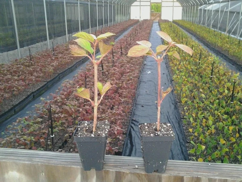 Japanese Snowball Viburnum Live Plant – 6-12 inch Bush – 3 inch Pot – Outdoor - Image 3